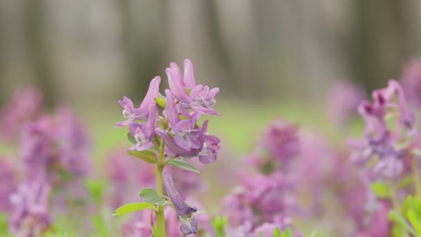 ヨモギ コリダリス ソリダ コリダリス ソリダの花 フムギ コリダリス風に揺れる紫色の野の花 — ストック動画