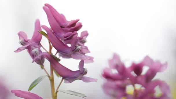 Fumewort Corydalis Solida 花的科里达利斯团结 绒毛虫 在风中摇曳的紫丁香花 — 图库视频影像