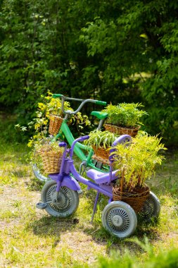 Parkta bir dekor olarak çiçekli bisiklet. Çiçek sepetleriyle donatılmış çocuk bisikleti. Parkta yaratıcı dekorasyon