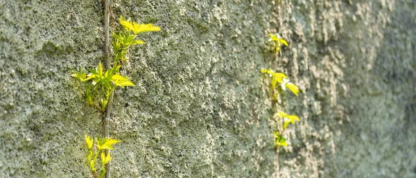 Plants Growing Stone Wall Plants Grow Stone Wall Concept Growth — Stock Photo, Image