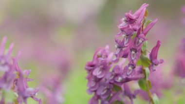 Fumewort (Corydalis solida). Corydalis Soda 'nın çiçeği, duman solucanı. Corydalis Mor tarla çiçeği