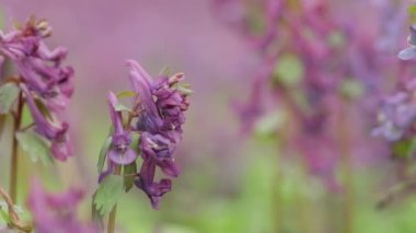 Fumewort (Corydalis solida). Corydalis Soda 'nın çiçeği, duman solucanı. Corydalis Mor tarla çiçeği