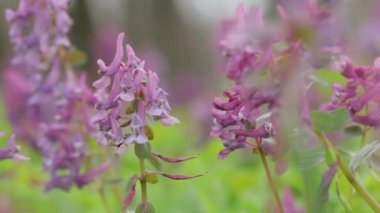Fumewort (Corydalis solida). Corydalis Soda 'nın çiçeği, duman solucanı. Corydalis Mor tarla çiçeği