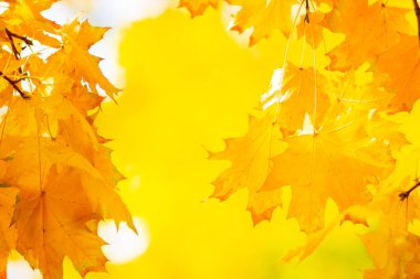 Arka planda sonbahar yaprakları. Düşen Sonbahar Akçaağaç Doğal Arkaplanı Bırakıyor. Sonbahar sarı yaprakları doğal arka plan olarak. Sonbahar sezonu