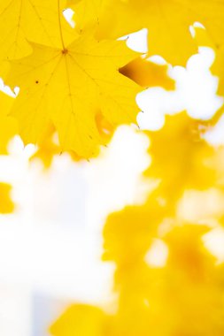 Akçaağaç yaprakları dalda. Ağaç dalında renkli sonbahar akçaağaç yaprakları. Arka planda kal. Güzel doğa sahnesi