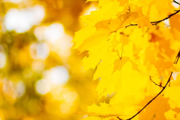 Hintergrund Herbstblätter Fallender Herbst Ahorn Blätter Natürlichen Hintergrund Herbstgelbe Blätter — Stockfoto