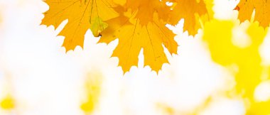 Parlak sarı akçaağaç yaprakları. Sonbahar sezonu arka planı. Ağaç dalında renkli sonbahar akçaağaç yaprakları. Boşluğu kopyala