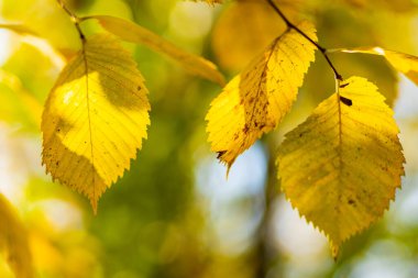 Sonbahar güneşli bir günde güzel akçaağaç yaprakları. Sarı yapraklar sonbahar parkında bulanık arkaplanda