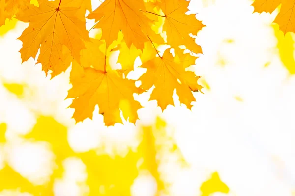 Autumn Yellow Leaves Autumn Colorful Background Fall Backdrop Golden Autumn — Stock Photo, Image