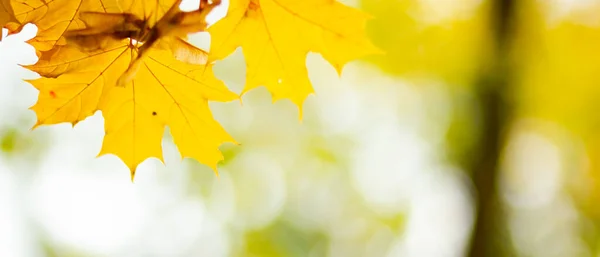 Herbstgelbe Blätter Herbst Bunten Hintergrund Herbst Hintergrund Goldener Herbst — Stockfoto