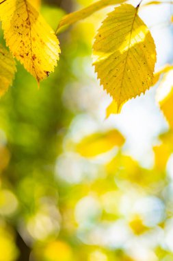 Sonbahar parkında sarı yapraklar. Sonbahar mevsiminde güzel akçaağaç yaprakları. Sonbahar konsepti. Boşluğu kopyala