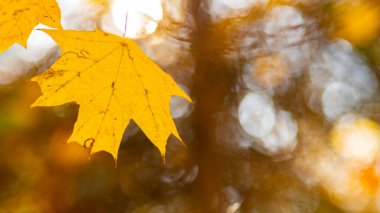 Ağaçlardaki sarı sonbahar yaprakları. Bokeh ile sonbahar doğa geçmişi. Akçaağaç yaprakları, sonbahar arkaplanı