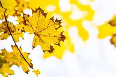 Sonbahar parkında akçaağaç yaprakları. Bulanık arka planda sarı akçaağaç yaprakları. Altın sonbahar konsepti. Boşluğu kopyala