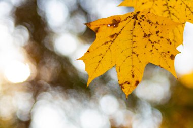 Sonbahar parkında akçaağaç yaprakları. Bulanık arka planda sarı akçaağaç yaprakları. Altın sonbahar konsepti. Boşluğu kopyala