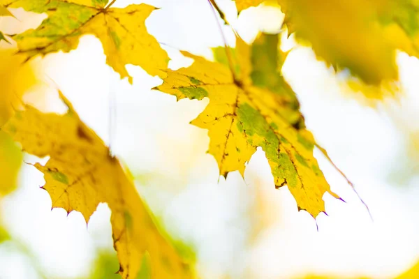 Vergilbte Blätter Herbstpark Schöne Ahornblätter Der Herbstsaison Herbstkonzept Kopierraum — Stockfoto