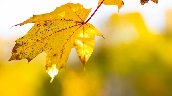 Gelbe Herbstblätter Bäumen Herbst Natur Hintergrund Mit Bokeh Ahornblätter Herbst — Stockfoto