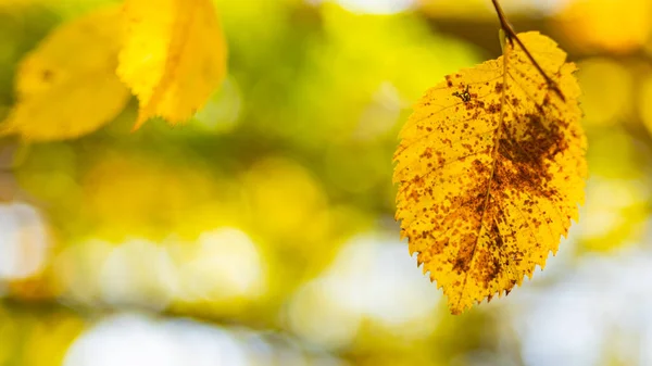Желтые Осенние Листья Деревьях Осенний Природный Фон Боке Кленовые Листья — стоковое фото
