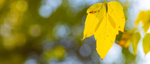 Желтые Осенние Листья Деревьях Осенний Природный Фон Боке Кленовые Листья — стоковое фото