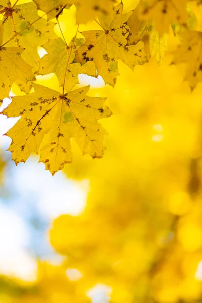 Goldener Herbst Herbst Hintergrund Mit Gelben Ahornblättern Vergilbte Herbstblätter Auf — Stockfoto