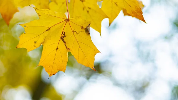 Золотая Осенняя Концепция Осенний Фон Желтыми Кленовыми Листьями Желтые Осенние — стоковое фото