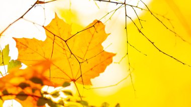 Sarı akçaağaç. Akçaağaç yaprakları bulanık bir arkaplanda. Sonbahar arkaplanı. Boşluğu kopyala