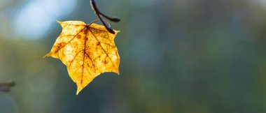 Sonbahar güneşli bir günde güzel akçaağaç yaprakları. Sarı yapraklar sonbahar parkında bulanık arkaplanda