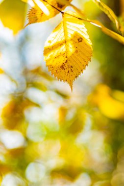 Sonbahar güneşli bir günde güzel akçaağaç yaprakları. Sarı yapraklar sonbahar parkında bulanık arkaplanda