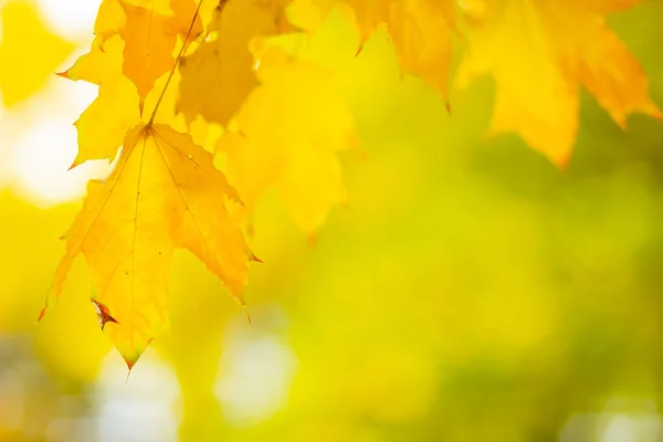 Yellow maple. Maple leaves on a blurred background. Autumn background. Copy space