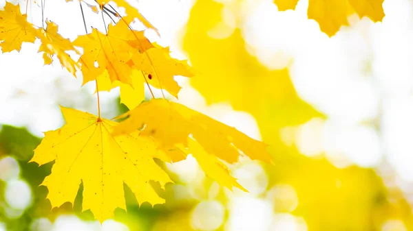 Yellow maple. Maple leaves on a blurred background. Autumn background. Copy space