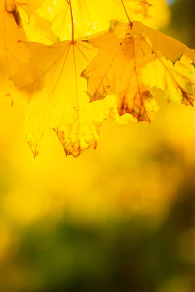 Yellow Maple Maple Leaves Blurred Background Autumn Background Copy Space — Stock Photo, Image