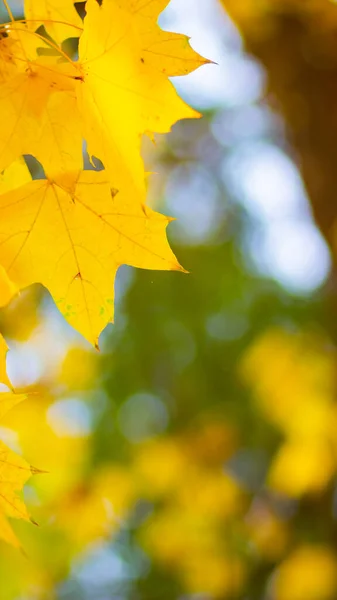 Gelber Ahorn Ahornblätter Auf Verschwommenem Hintergrund Herbst Hintergrund Kopierraum — Stockfoto