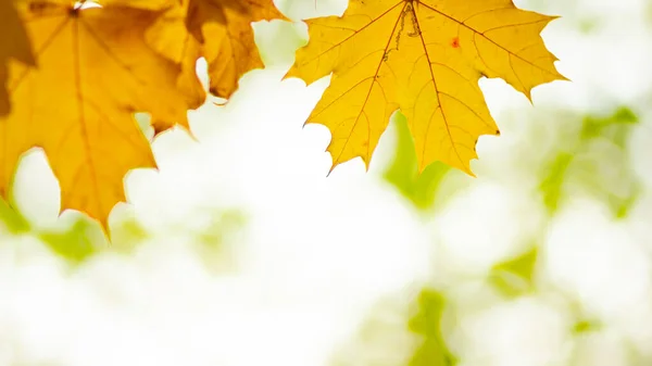 Fondo Hojas Otoño Caída Del Arce Otoño Deja Fondo Natural —  Fotos de Stock