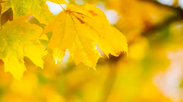 Background autumn leaves. Falling Autumn Maple Leaves Natural Background. Autumn yellow leaves as nature background. Fall season