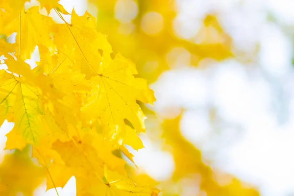 Folhas Bordo Amarelas Brilhantes Outono Temporada Fundo Livre Bordo Outono — Fotografia de Stock