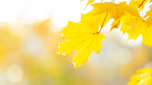 Jasnożółty Klon Liście Zewnętrzne Tło Jesiennego Sezonu Kolorowe Jesienne Liście — Zdjęcie stockowe