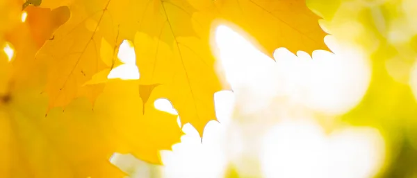 秋の黄色い葉 秋のカラフルな背景に 秋の背景 黄金の秋のコンセプト — ストック写真