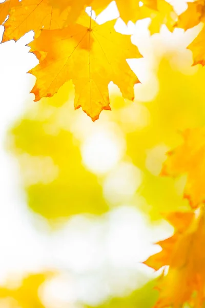 Jesienny Żółty Liście Jesienne Kolorowe Tło Jesienne Tło Złota Koncepcja — Zdjęcie stockowe