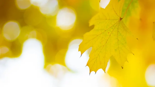 Folhas Amarelas Outono Outono Fundo Colorido Queda Fundo Conceito Outono — Fotografia de Stock