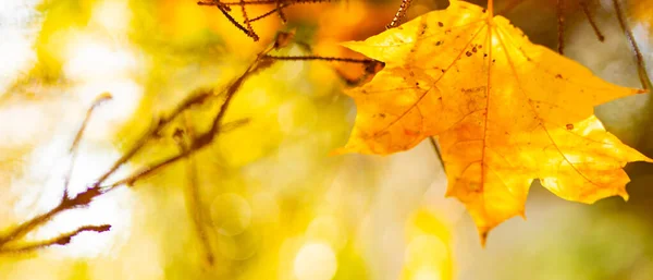 Belles Feuilles Érable Automne Journée Ensoleillée Feuilles Jaunes Dans Parc — Photo