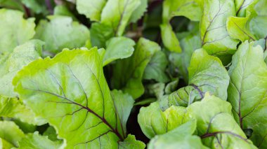 Bahçede kırmızı pancar yaprakları. Pancar yapraklarının arkaplanı