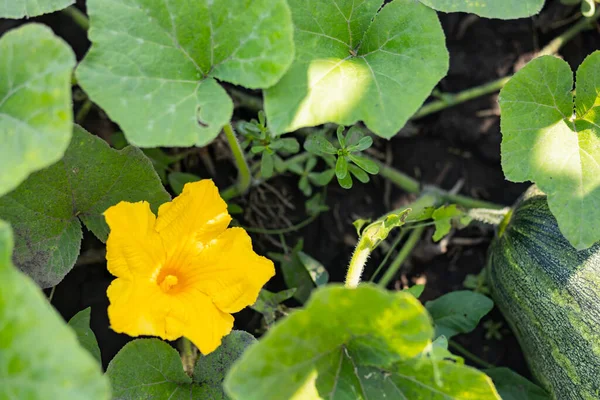 Blooming Zucchini Sunny Day Yellow Zucchini Flower Green Foliage Courgette — Stock Photo, Image