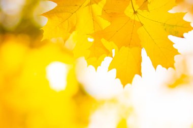 Sonbahar akçaağaç yaprakları. Ağaç dalında renkli sonbahar akçaağaç yaprakları. Sonbahar güneşli bir günde güzel akçaağaç yaprakları. Yakın plan.