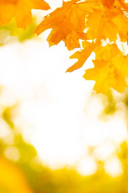 Sonbahar akçaağaç yaprakları. Ağaç dalında renkli sonbahar akçaağaç yaprakları. Sonbahar güneşli bir günde güzel akçaağaç yaprakları. Yakın plan.