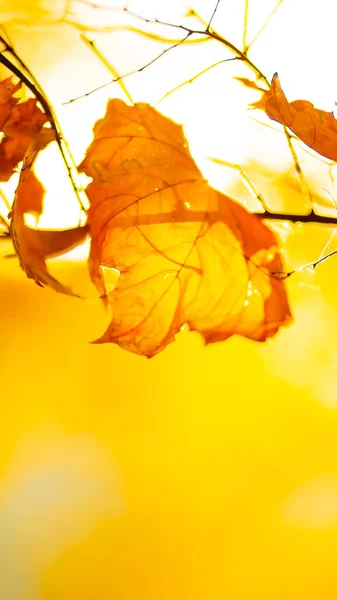 Herfst Esdoorn Bladeren Kleurrijke Herfst Esdoorn Bladeren Een Boomtak Prachtige — Stockfoto