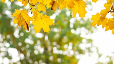 Akçaağaç yaprakları dalda. Ağaç dalında renkli sonbahar akçaağaç yaprakları. Arka planda kal. Güzel doğa sahnesi