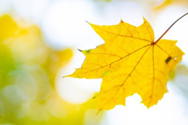 Akçaağaç yaprakları dalda. Ağaç dalında renkli sonbahar akçaağaç yaprakları. Arka planda kal. Güzel doğa sahnesi