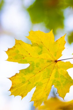 Sonbahar yaprakları. Akçaağaç yaprakları ile soyut sonbahar doğa arka planı. Sonbahar arkaplanı