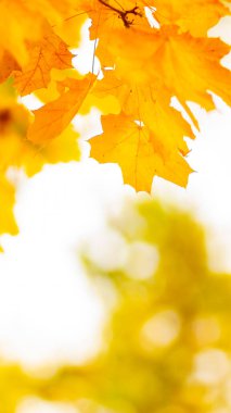 Fotokopi alanı ile altın sonbahar konsepti. Sonbahar akçaağaç yaprakları