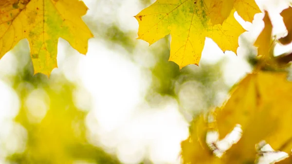 Jesienne Liście Streszczenie Jesień Natura Tło Liści Klonu Kontekst Upadku — Zdjęcie stockowe