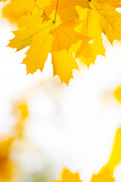 Goldener Herbst Mit Kopierraum Herbstliche Ahornblätter — Stockfoto